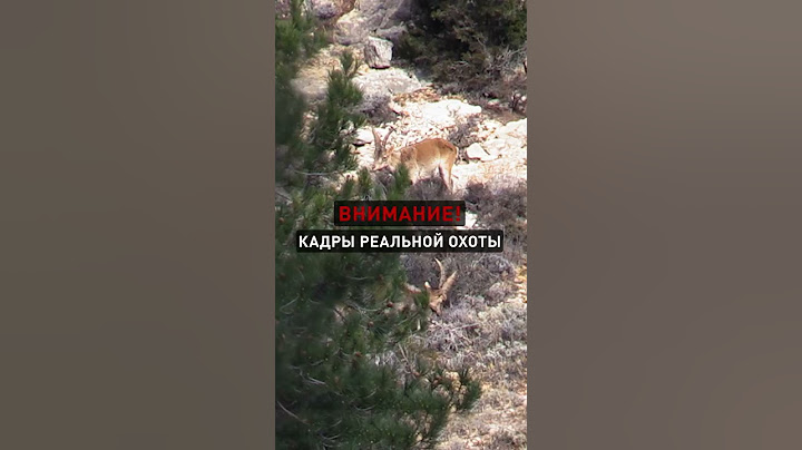 🇪🇸🎯 Захватывающая охота в Испании. Бесейтский козерог 🔥