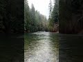 Rainforest Rain Sounds for Sleeping or Studying | White Noise Rainstorm 🌧️ Relaxing Sound of Rain