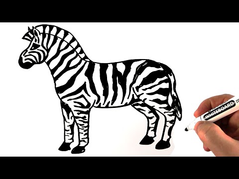 How To Draw A Zebra Easy 🦓 Drawing on a Whiteboard