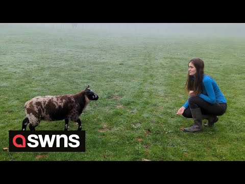 Sheep who thinks he's a dog is training to do a range of tricks and even has his own fan club | SWNS