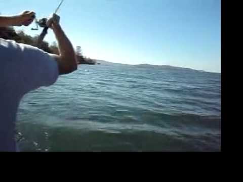 See why coho salmon fishing will be trending in 2016 as well as 2015