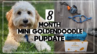 F1B MINI GOLDENDOODLE 8 MONTH PUPDATE🐶| Rmolitty Toy Dog Unboxing, Training with a Harness & Weight