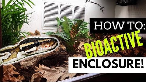 Going BIOACTIVE in the DIY Enclosure Kit?!