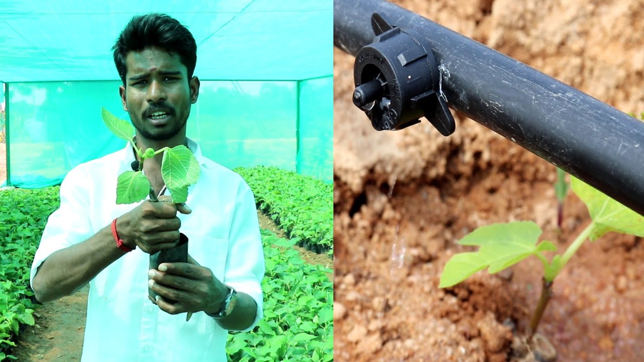 அத்தி கன்று | Fig Fruit - Plant Selection, Plantation & Drip Irrigation