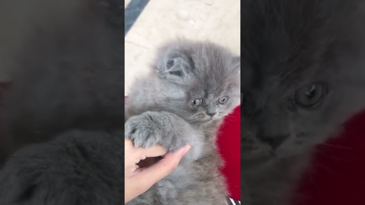 Cute grey kitten 