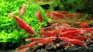 Red fire shrimp - fluval edge 1 - aquascaping