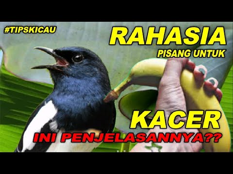 RAHASIA PISANG UNTUK BURUNG KACER PEMULA WAJIB TAU