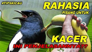 Rahasia Pisang Untuk Burung Kacer Pemula Wajib Tau