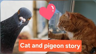 Cat and pigeon, pets story #cat meets bird,#cat #funnycat #catchannel 