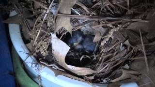 Wren Babies May 12 2012.Mp4
