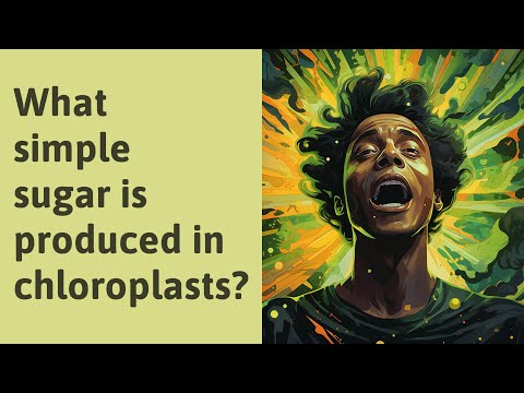 Video: În cloroplast zaharurile se fac într-un compartiment numit?