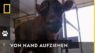 Das Kalb muss trinken | Heartland Docs: Die Tierarzt-Familie