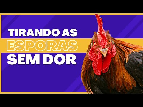 Vídeo: Esporar o galo dói?