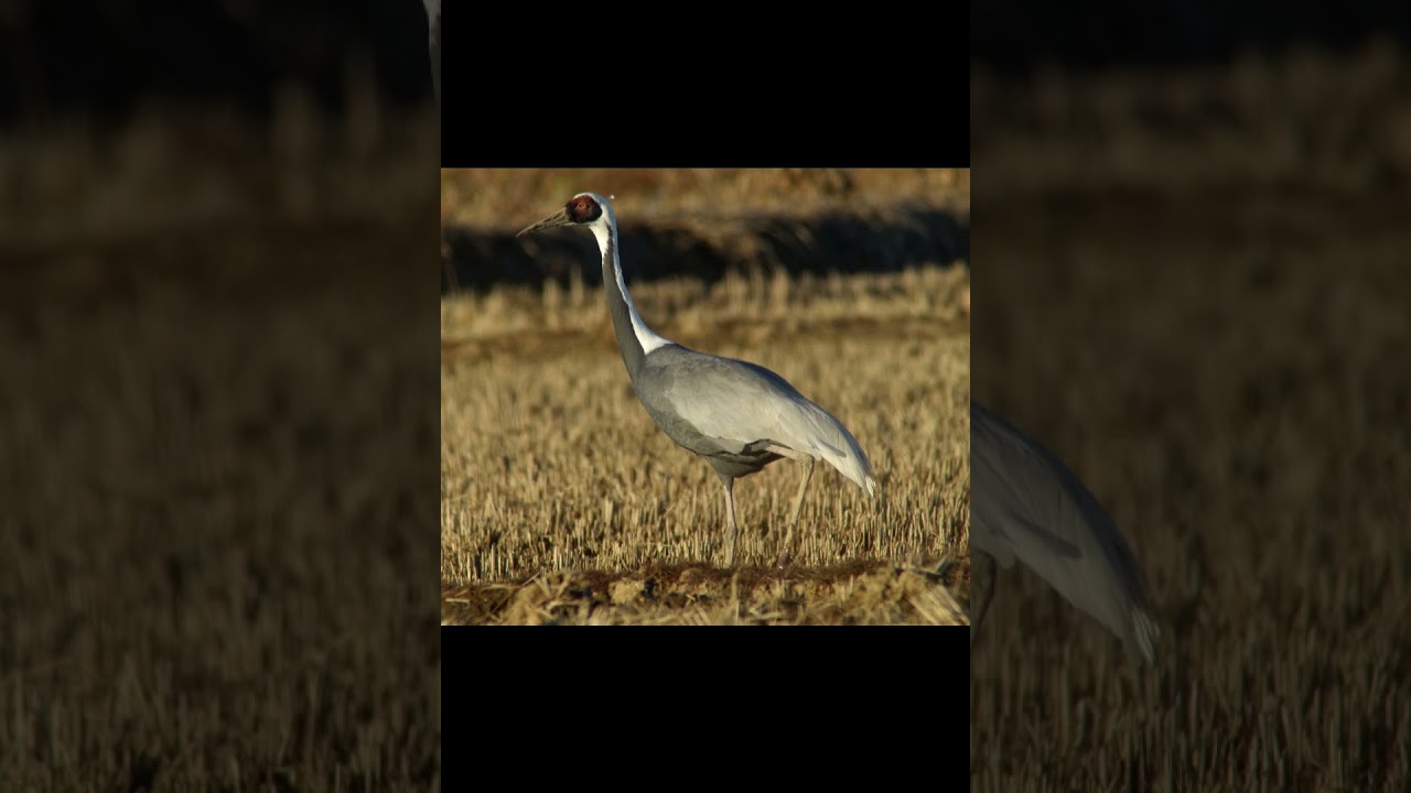 Даурский журавль