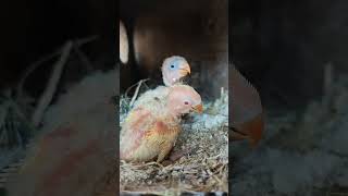 Beautiful Creatures by God #birds #shortsfeed #trending #shorts #youtubeshorts #birds #nature #love