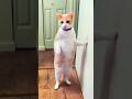 funny cats 😂 episode 263 #shorts