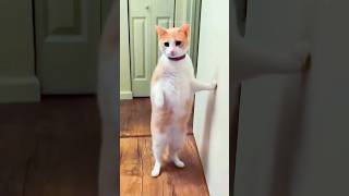 funny cats 😂 episode 264 #shorts