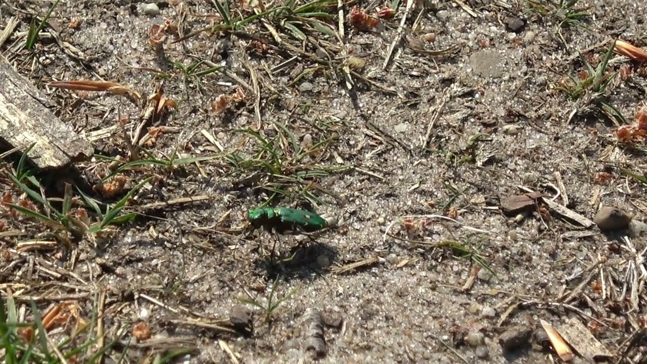 Groene zandloopkever - Cicindela campestris