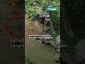 S'pore condo drains pond with live fish for cleaning, fish suffocate & die