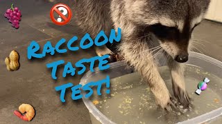 Raccoon Washing Snacks | Rocket Taste Test