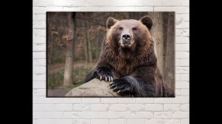 картинка: К. Паустовский. Дремучий медведь - чит. Александр Водяной  (сжат)