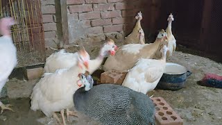 دجاج الوادي (الفراخ _الفرعوني) بالاسعار
