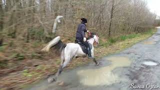 Dörtnala At Binme Resimi