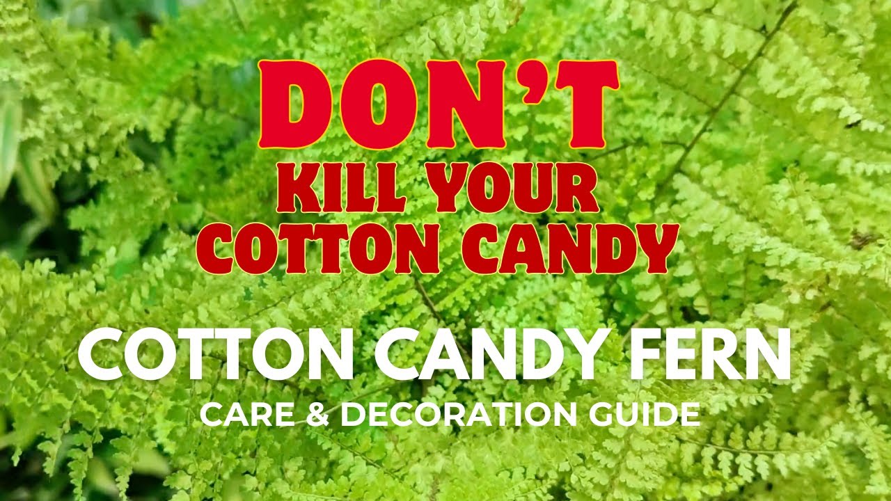 🌿 Cotton Candy Fern Care & Decoration Ideas | Soil, Sunlight, Humidity & Watering Guide