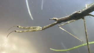 Waterbug Floats Away