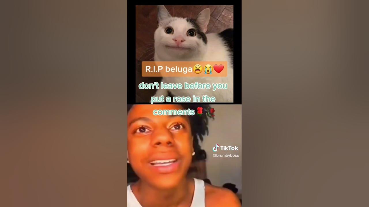 Rest in peace legend 🥺 Beluga 🥺✨ #reels #rip #pets #cat #legend