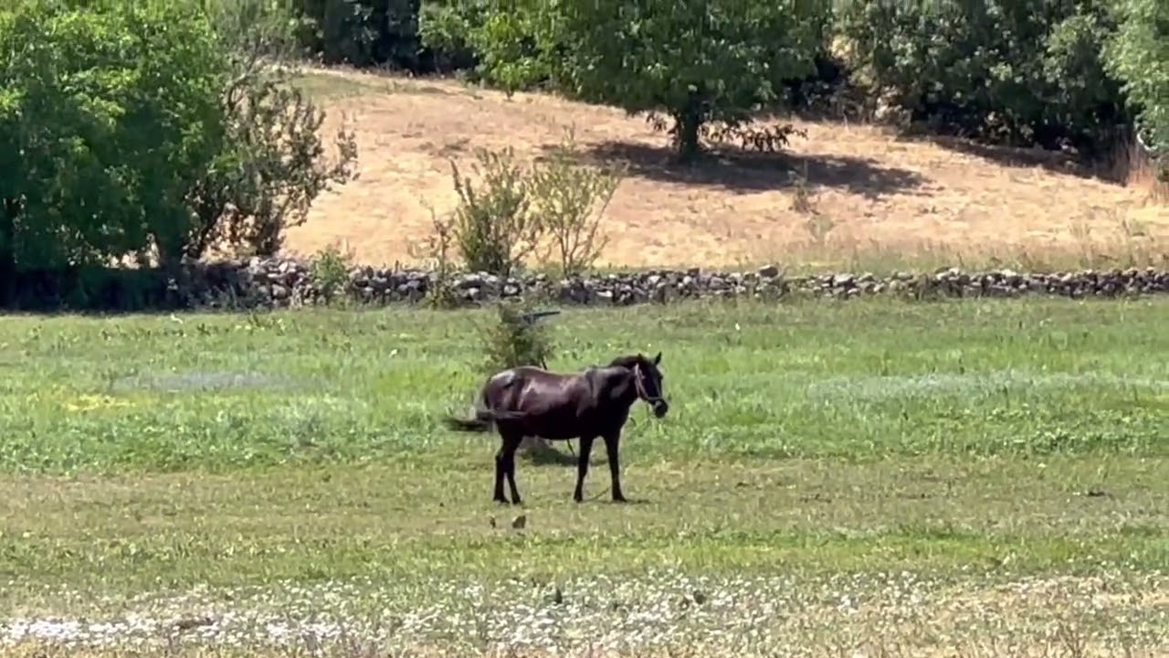 Çanakçı Şarkısı 1 ( Ez ji Çenakçiye Me )