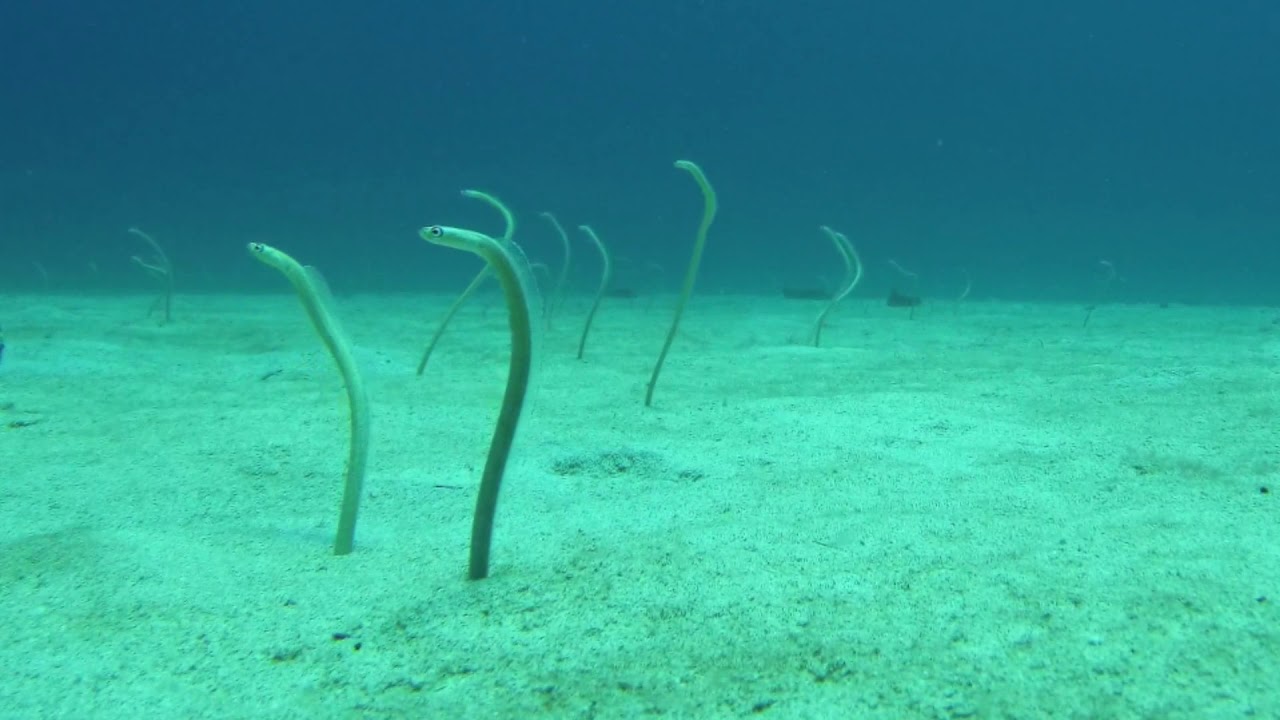 Hawaiian Garden Eels Honokohau YouTube