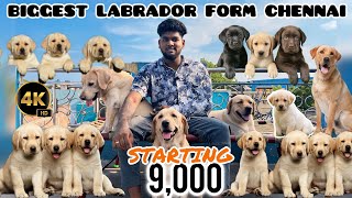 Biggest Labrador form Chennai || Quality Labrador puppies sale in low price #shortsvideo #trending