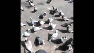 Angry Birds Russia screenshot 3