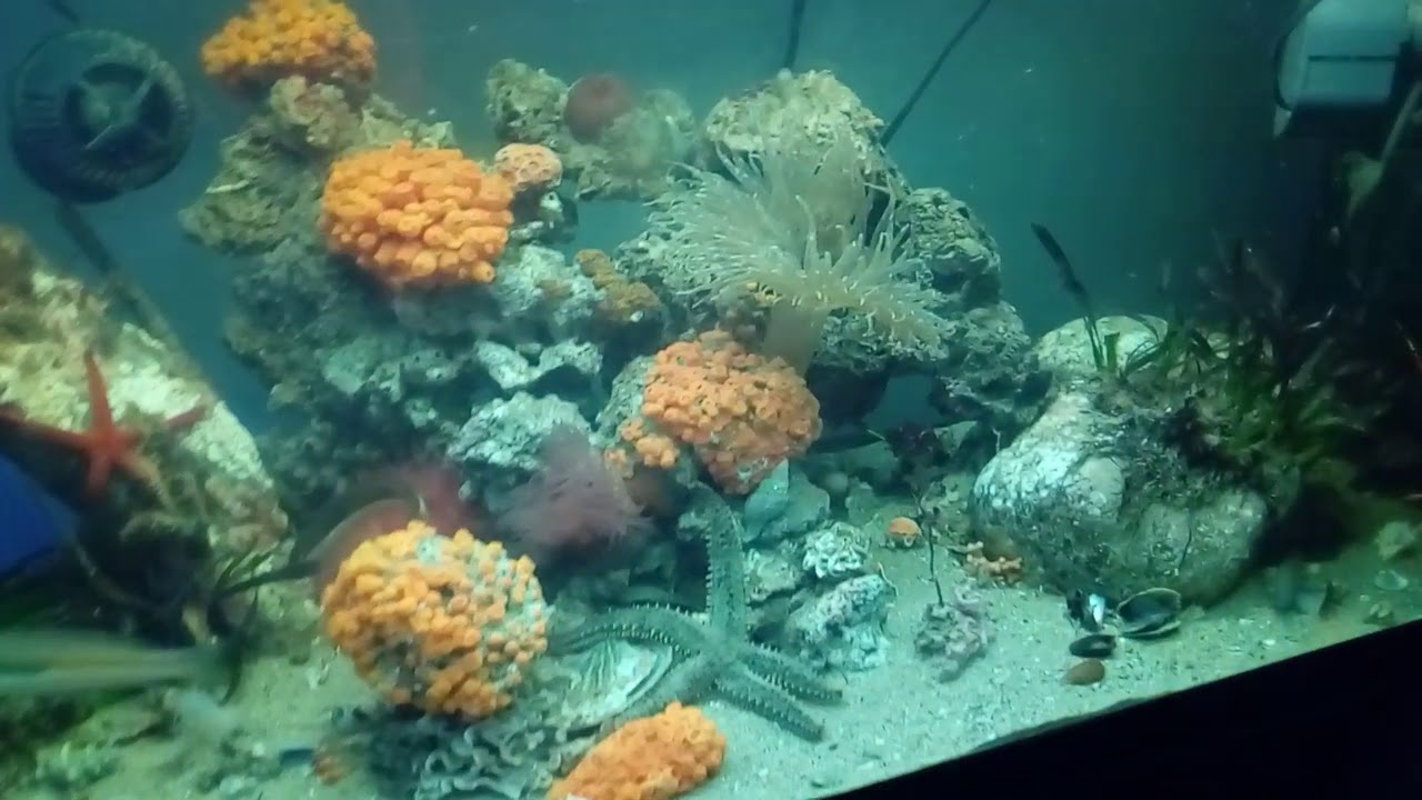 Il mio acquario marino mediterraneo😍😍 - YouTube