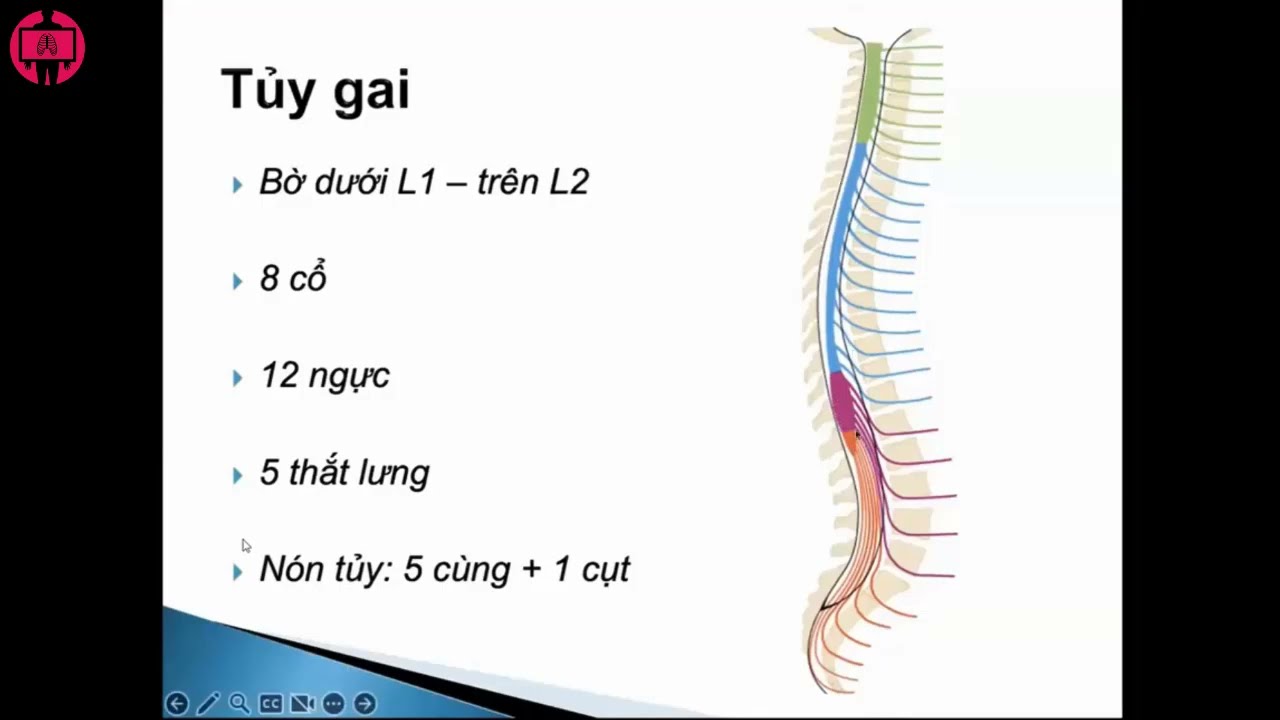 Ôn thi CK1 Giải phẫu - 6.2 Tủy gai