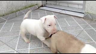 Rinha De Bull Terrier Parte 2