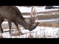 Hokkaido Sika Deer with dead deer head （絡み角のエゾシカ・野付半島）｜西遊旅行