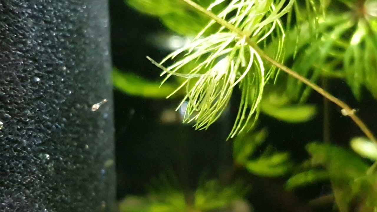 One week old baby T. schoutedeni