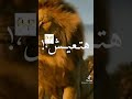 انا ابويا قالي تعيش اسد تسوق مملكاه انا ابويا قالي تعيش اسد تسوق مملكاه