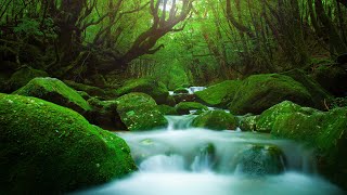 Relaxing music🌿 gerntle Music cures heart disease and calms the nervous system