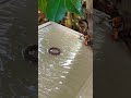 Giant hornets are attracted by the pheromones they emit, and gradually fall into trap #pestcontrol