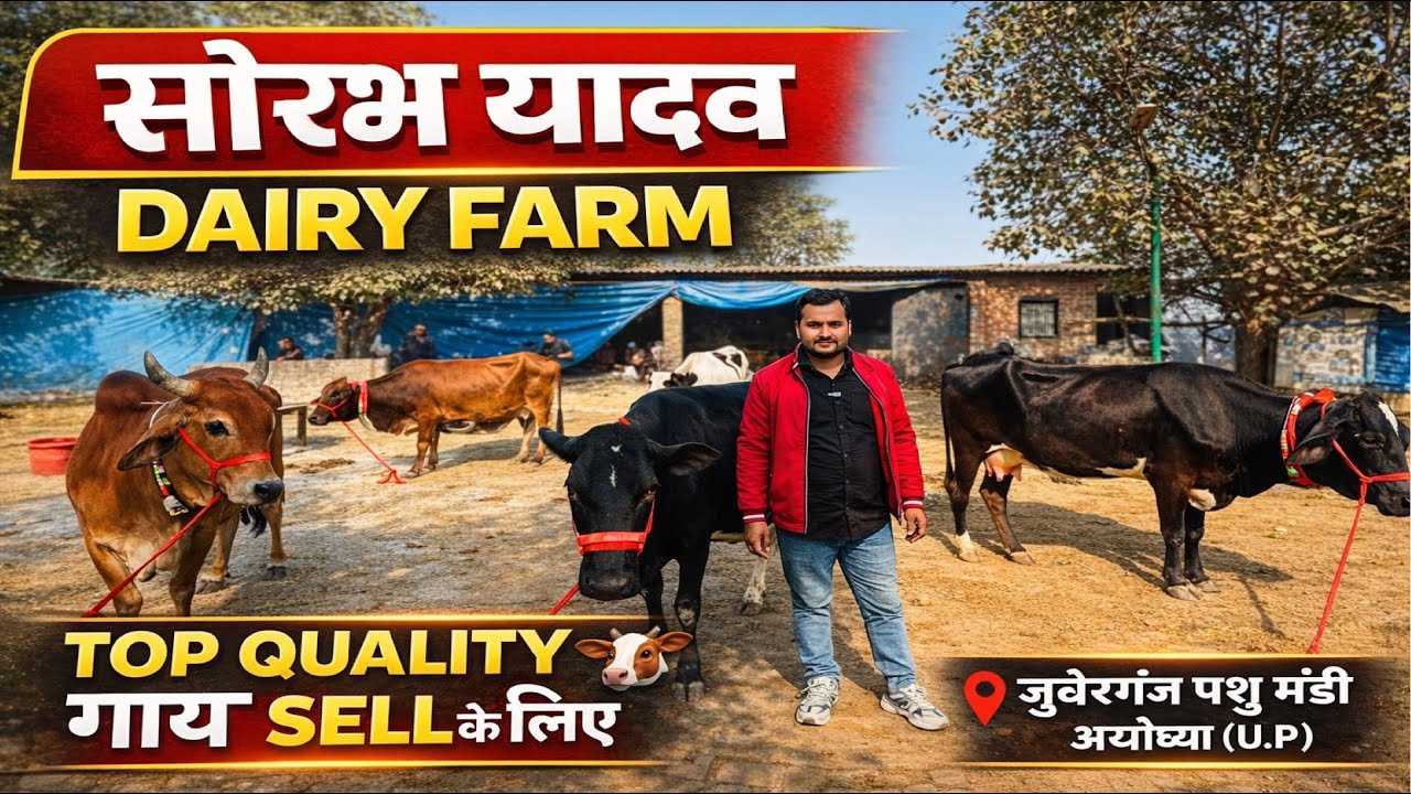 🐄 Top Quality गाय Sell के लिए | सौरभ यादव Dairy Farm | जुबेरगंज पशु मंडी अयोध्या 🔥