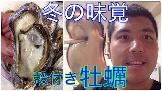 【牡蠣】殻付きカキ　生で食べても焼いて食べても美味しいです。