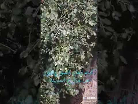 رضا الزيتوني وجوله في مزارع النبق واللوز الهندي بالمدينه المنوره