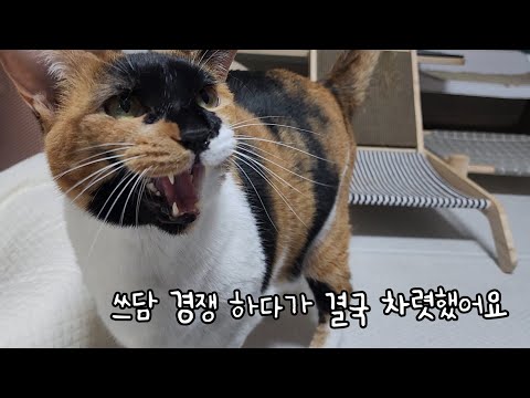 쓰담 경쟁하다가 결국 차렷했어요
