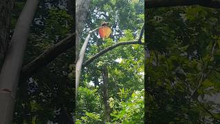 Download Lagu Survival..berburu telur smut merah/ kroto di hutan pedalaman.. MP3