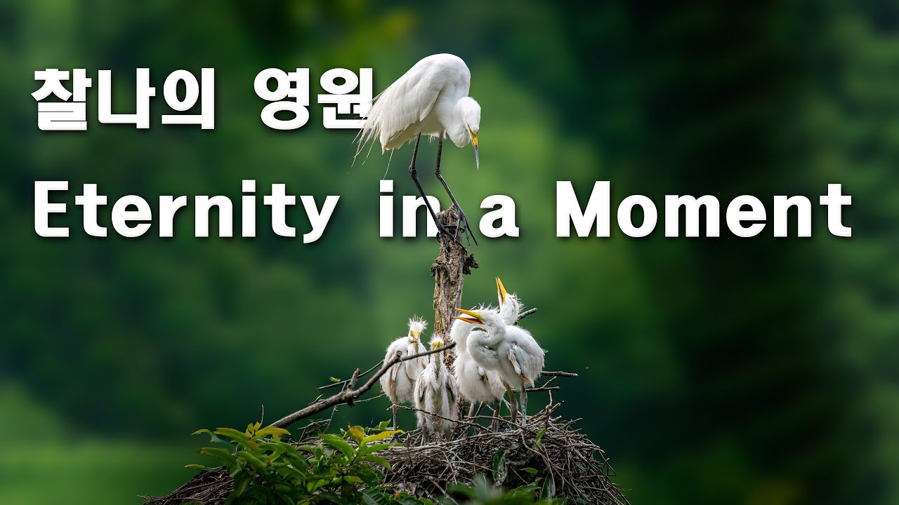 마음풍경 새 사진, 찰나의 영원, Eternity in a Moment