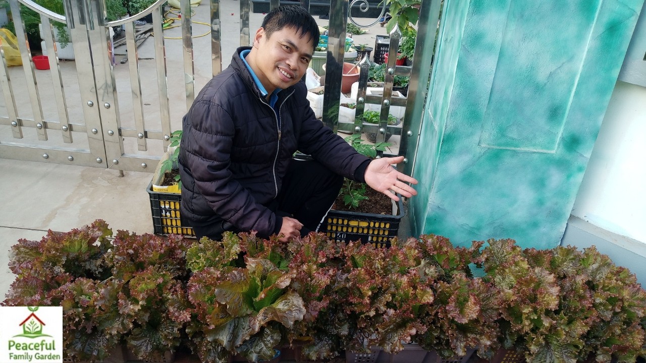 Growing Purple Lettuce in Plastic Containers| Easy Home Gardening