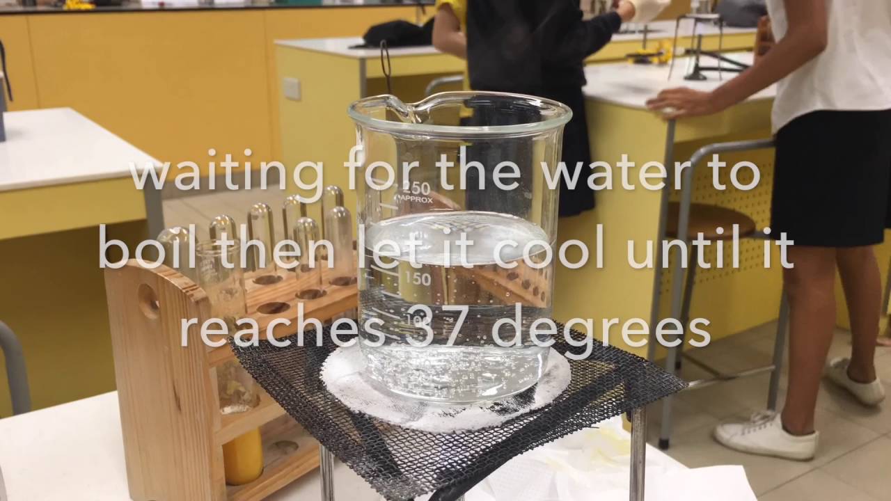 Fermentation - Mango - YouTube